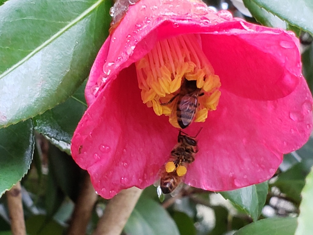 RamblingBoho's tweet image. Bees. Bees love the Camellia.  Who knew there were flowers that bloomed in winter?! It's 61 today, and we just had 36 hours of rain. No sunshine today. #winterbees #winterflowers #winterinmississippi #camellia #isitspringyet instagr.am/p/CoDLSPeDfLE/