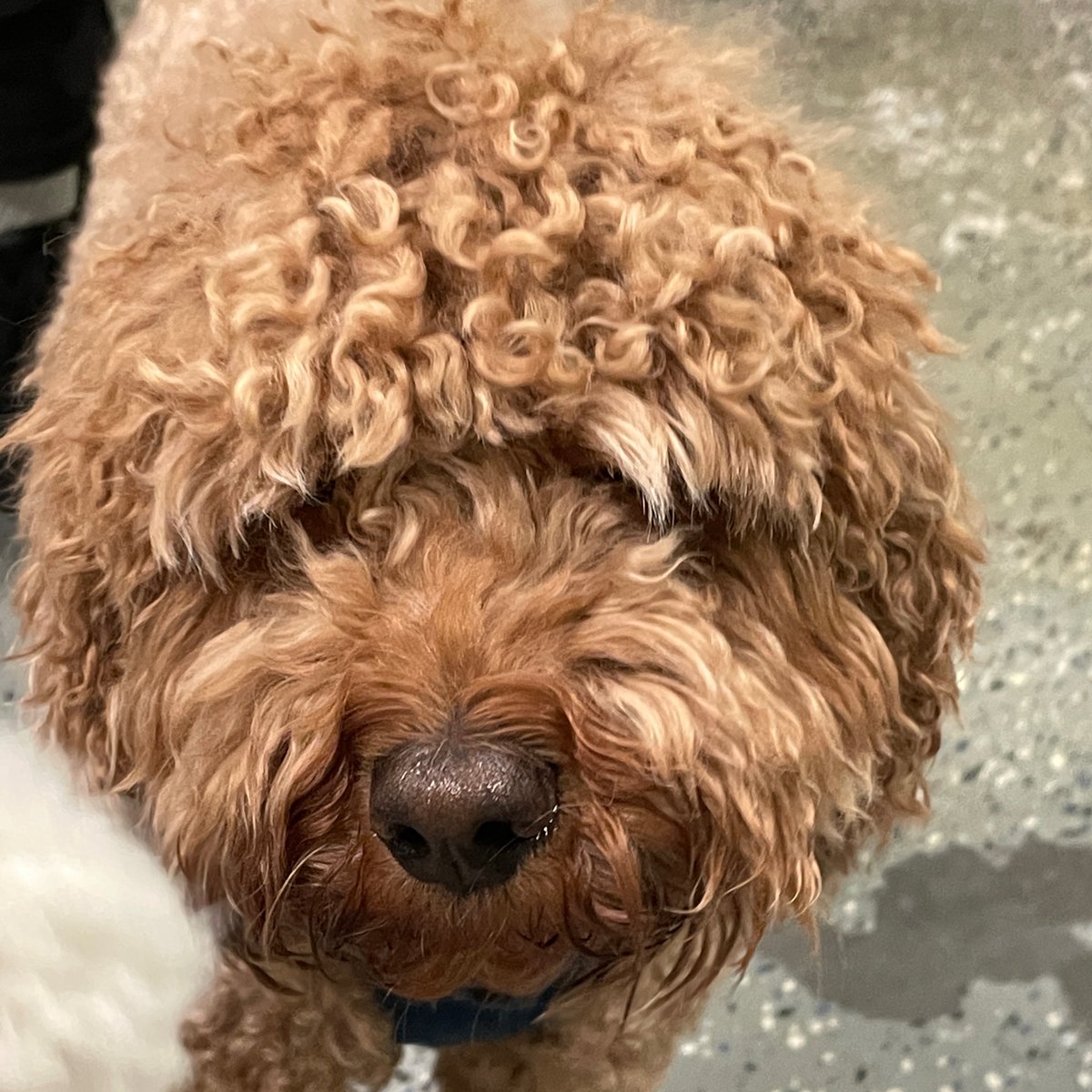 TheDuncandc's tweet photo. We still have slots for our 10% off grooming sale tomorrow.  Call to sign up. https://t.co/cDLmGkLGbq