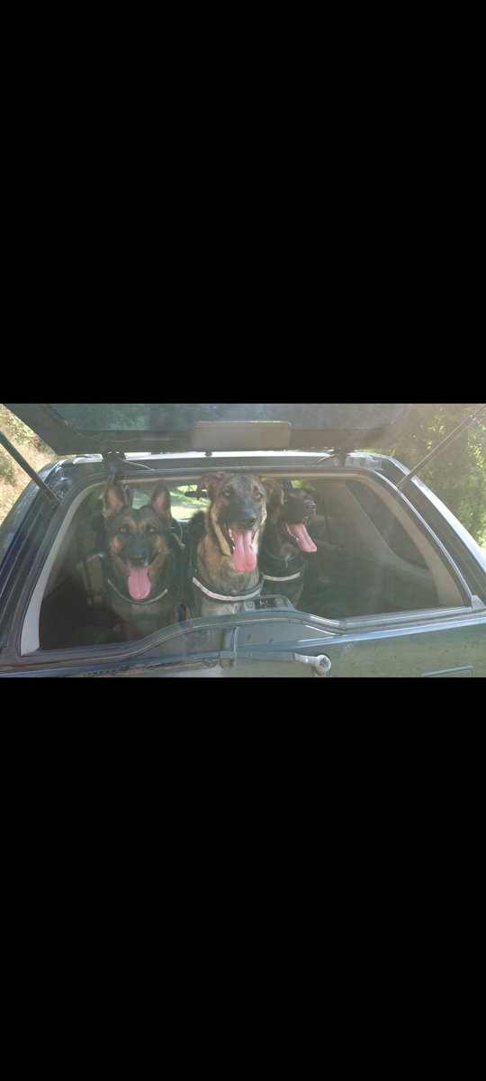 cleobyl's tweet photo. @DogFamous24 Moi aussi je suis en sécurité avec mes 3 loulous 💪😊 https://t.co/ru23lehQ1A