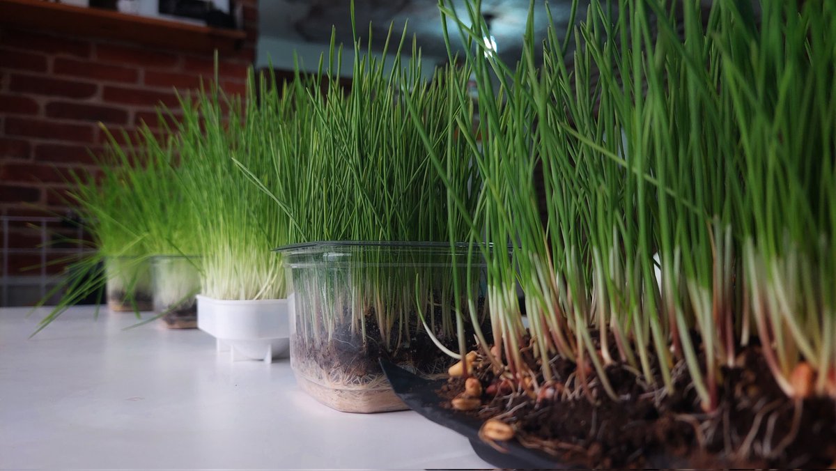 Currently growing.
Exploring new ways of programming 🌱

#biomaterials #newmediaart