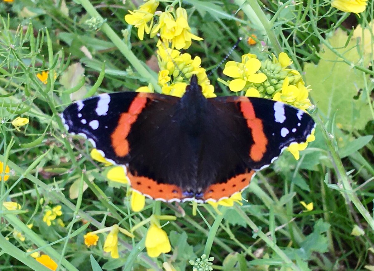 Ci sono riuscita! L’ho fotografata!La #vanessaatalanta è una grande #farfalla dalle ali nere, con bande rosse e macchie bianche. 
#natura #lepidotteri
