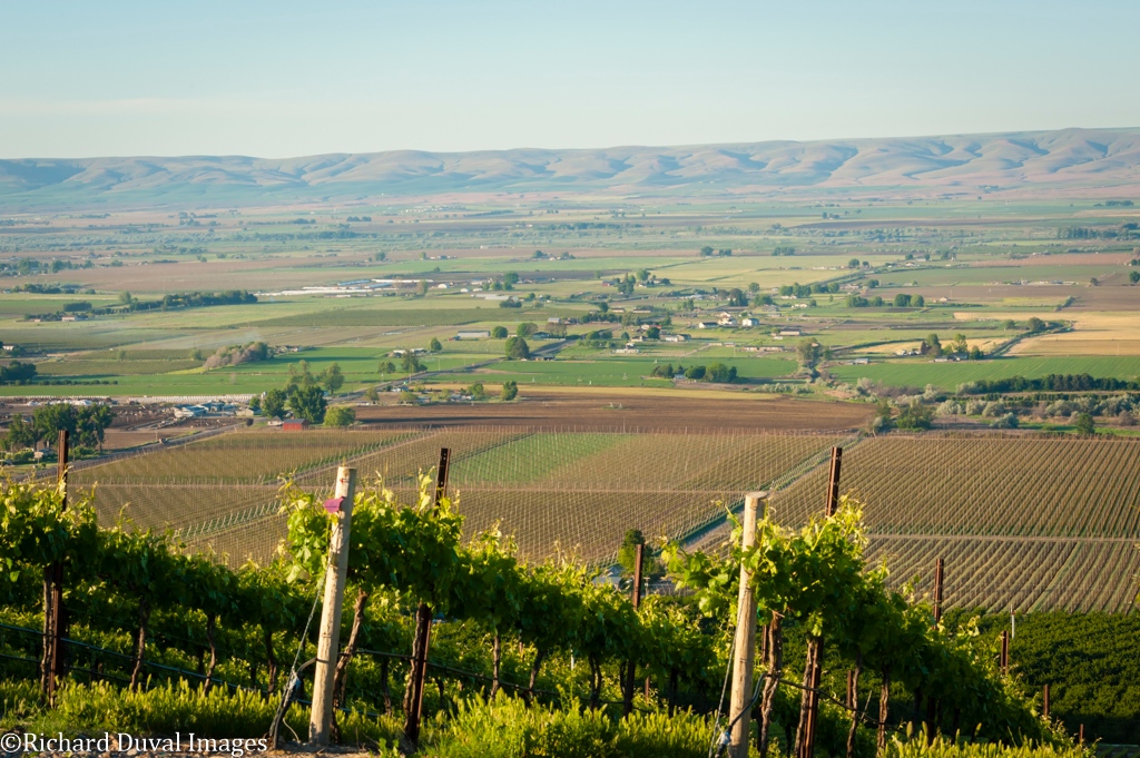 Today’s Yakima Valley wine landscape likely emerged in 1962, when Associated Vintners purchased a 5.5-acre site near the town of Sunnyside. This became the Harrison Hill Vineyard, which is now farmed by the @NewhouseFamily for @DeLilleCellars.