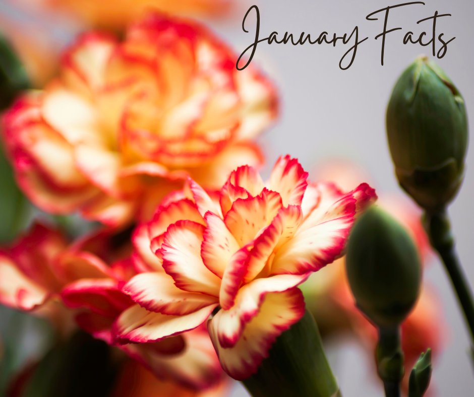 BRCarpet's tweet photo. One of the flowers recognized as the official birth month flower is the Dianthus Caryophyllus.
It comes in so many colors, and is the ancestor to the Carnation.
#JanuaryFacts https://t.co/QaonALNaNj