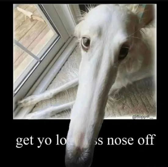 ResNeXtGuesser's tweet photo. Image prediction: Saluki
Confidence: 9.98%
Submission by @.b0ssguy300 https://t.co/NSD42hbdPO
