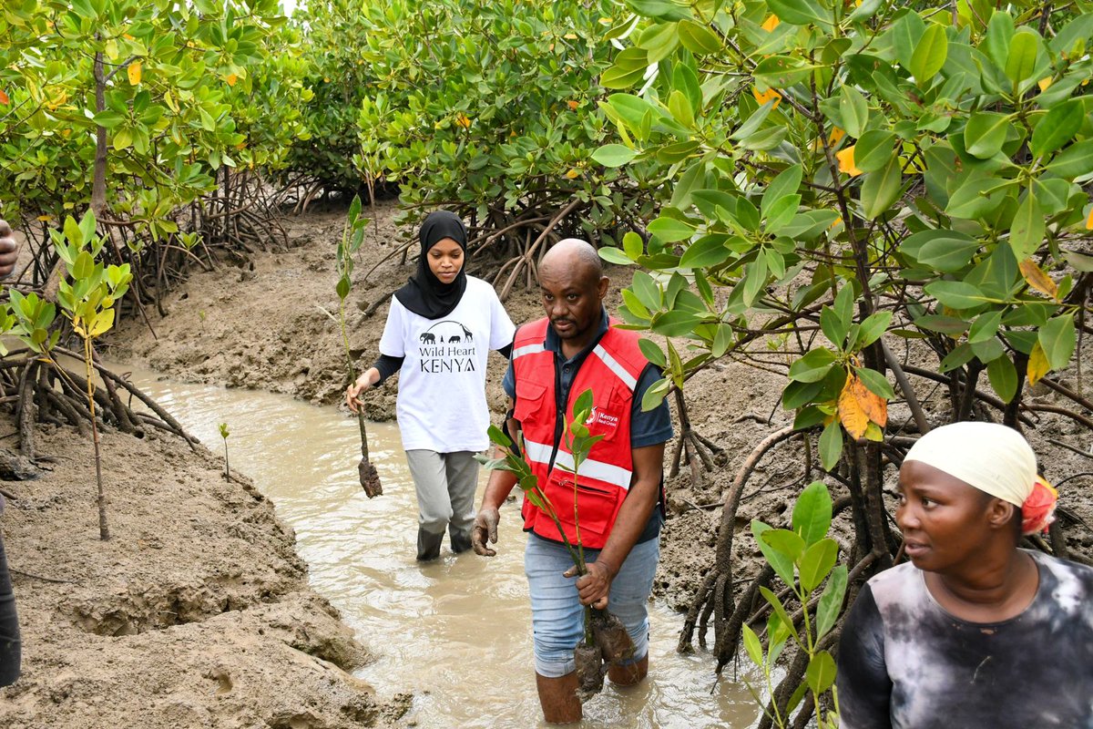 MahmoudNoor03's tweet photo. Buildup towards #WorldWetlandsDay2023 we joined @BlueEarthOrgan1 in planting 2000 mangrove trees at #Kisite in Jomvu subcounty @RedCrossYouthKE @KenyaRedCross @swahilipothub @MombasaCountyKe https://t.co/Rst3N5C1oH