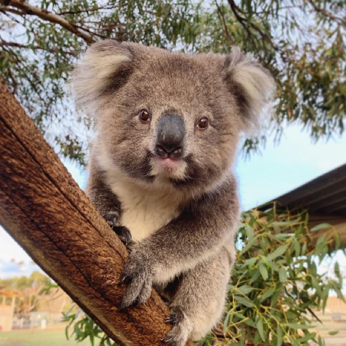 G'day, welcome to Glen Forest Tourist Park 🐨 

Located just a 15 minute drive from #PortLincoln, this is a must-do when visiting @southaustralia's #EyrePeninsula. 

#seeaustralia #comeandsaygday