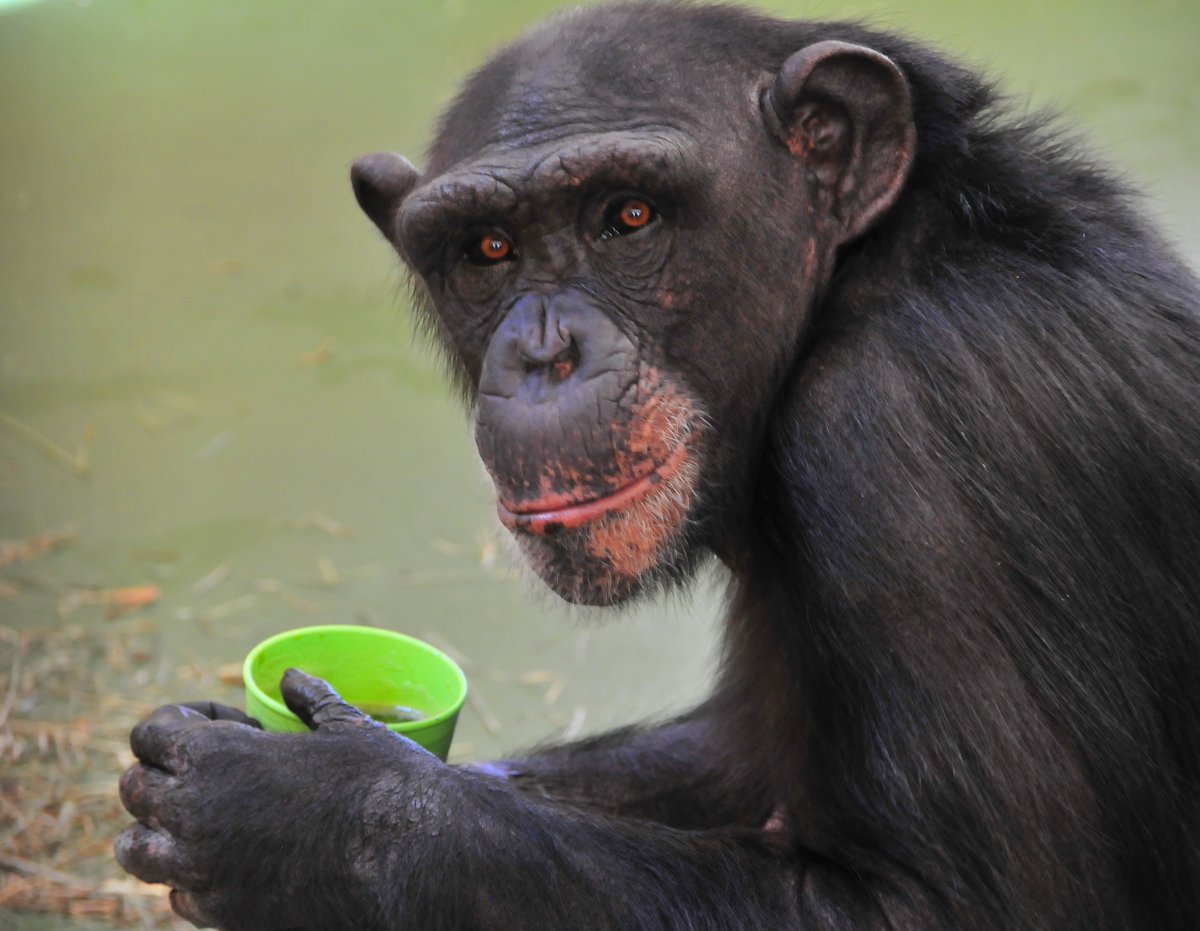 projectchimps's tweet photo. Turning 18 won't stop #EmmaChimp from being her goofy self. When she's feeling a little frisky, she'll take a super long blanket, make her way to the tippy top of a platform, dangle the blanket off the platform and make a blanket tornado!
#HAPPYBIRTHDAY๐ https://t.co/VsnAC3LN2L