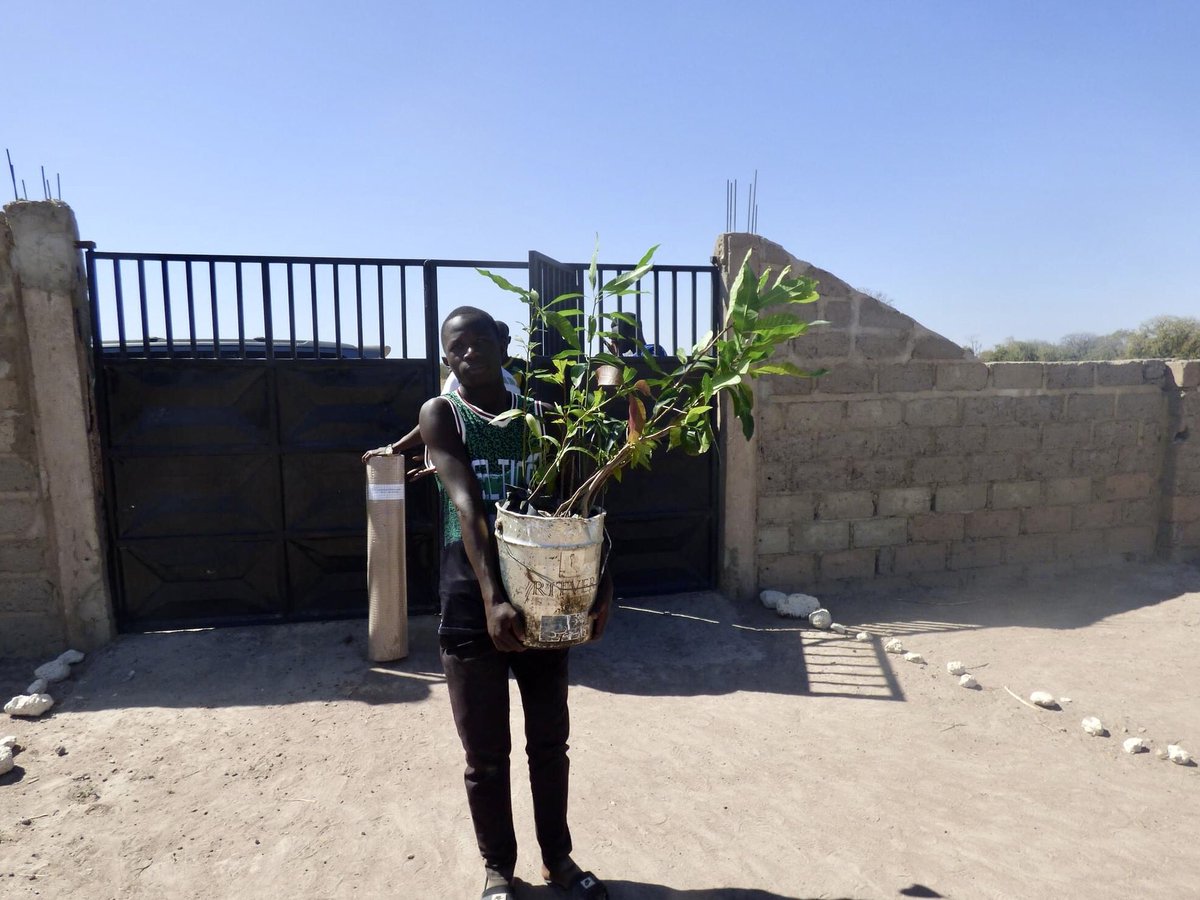 GambianTrust's tweet photo. More trees for Njalal Samba, thanks to Andrew and Catherine Idle. These are Mango and Cashew, hopefully they will help not only to feed the children but to create a wind break in the rainy season. More to follow….. #importanceoftrees #trees https://t.co/S7RW2LxdkV