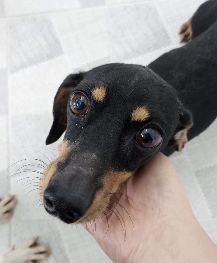 Her name is Lora! A beautiful name for a beautiful girl and the newest member of the DMT DRSG pack.

Welcome little 👧 we have got you now. Thank you Jenny Kim  and KDS for saving her ❤️ 

#nodachshundleftbehind