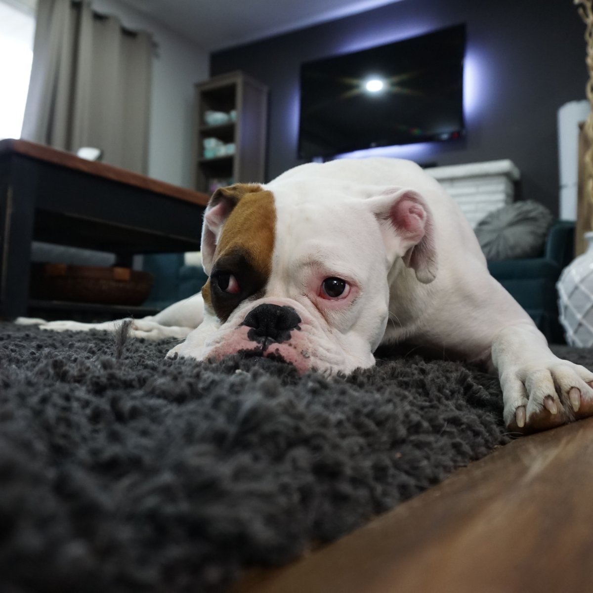 Safe_Home_'s tweet photo. Keeping your furry family members safe in your home is important to Safe Home Security. Learn more about how you can keep your eyes on them and your home with one of our automation security systems today at https://t.co/lYxC5Z6N5e. #PeaceOfMind #SafeHomeSecurity https://t.co/tg5fgnmBO1