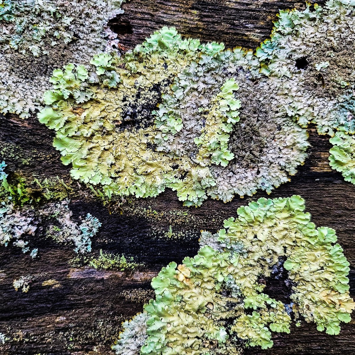 AdamPolinger's tweet image. I always love looking at the small things when I am out on a hike. 

 #tenba  #photography #landscapephotography #waterfall #nature #landscape #newjersey #northjerseyadventuers #cameragear #camerabag #dwg #delawarewatergap #nationalpark #smartphone #smartphonephotography #samsung