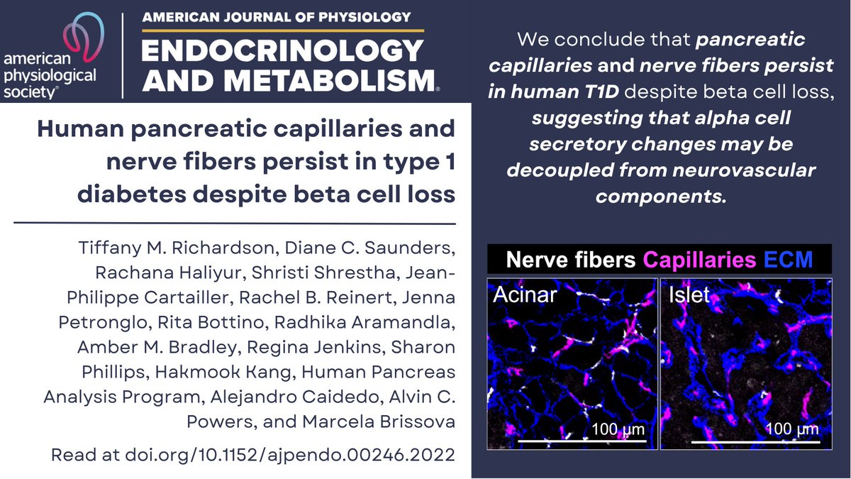 Check out my 1st author #ArticleInPress from 
@AJPEndoMetab @APSPhysiology! ow.ly/ZCim50MEKQe

Thanks to our co-authors, collaborators, and the human donors themselves for making this work possible.  #AJPEndoMetab #type1diabetes #diabetes  #nervefibers #bloodvessels #islets