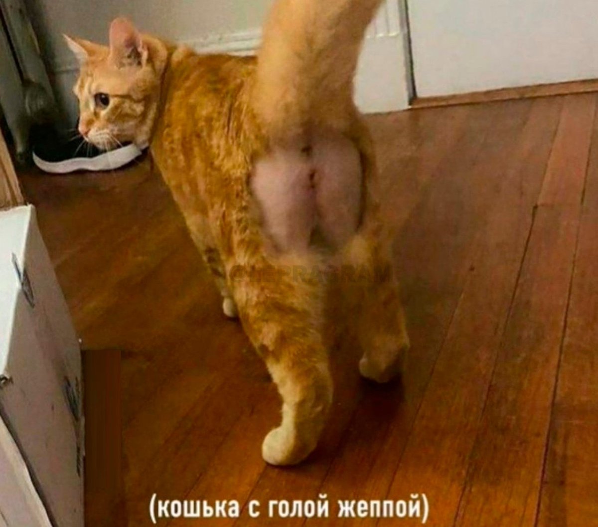 drunktwi's tweet photo. - Опиши своё финансовое положение одной картинкой.
- https://t.co/35x7G6l6eF