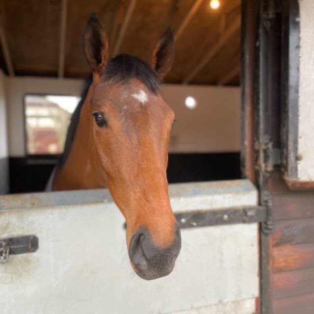 iddypryce's tweet image. Ellie’s Sister runs a cracker, staying on through the line in 2nd at Hereford, surely wins next time.. Trained by @jamiesnowden get involved for £130/month for 5% lease shares. A great addition to the @saalracing stable.