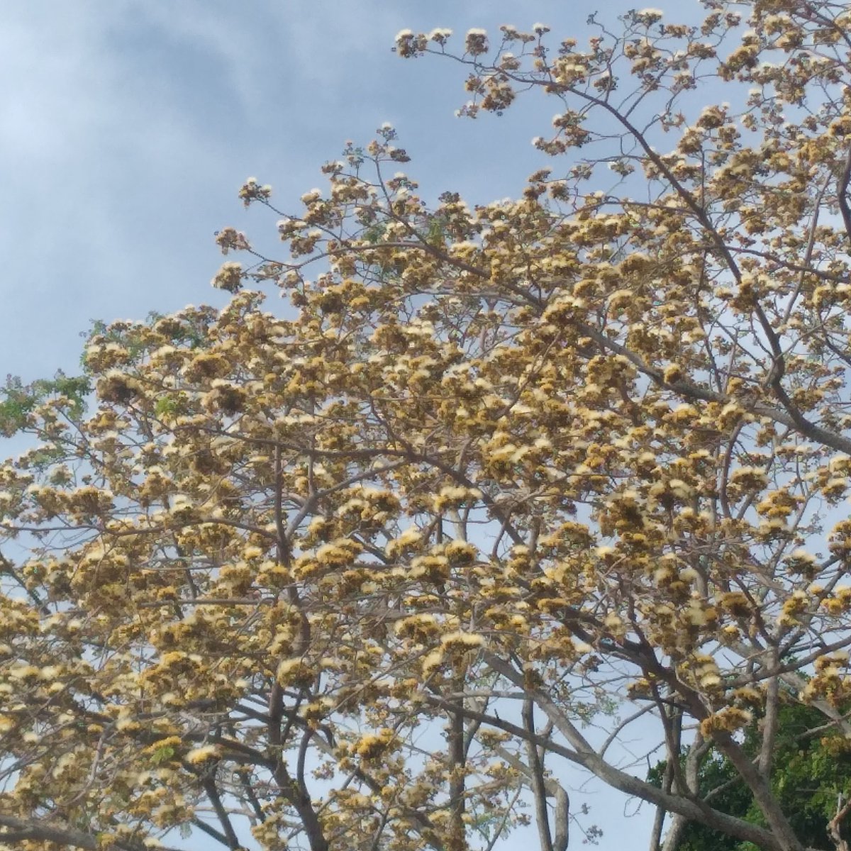 3) Asimismo, ha sido notoria la floración del Samán Masaguaro (Albizia guachapale) al noreste de Valencia, municipio Naguanagua del estado Carabobo #primaveratropical #samanes #diversidadbiológica
