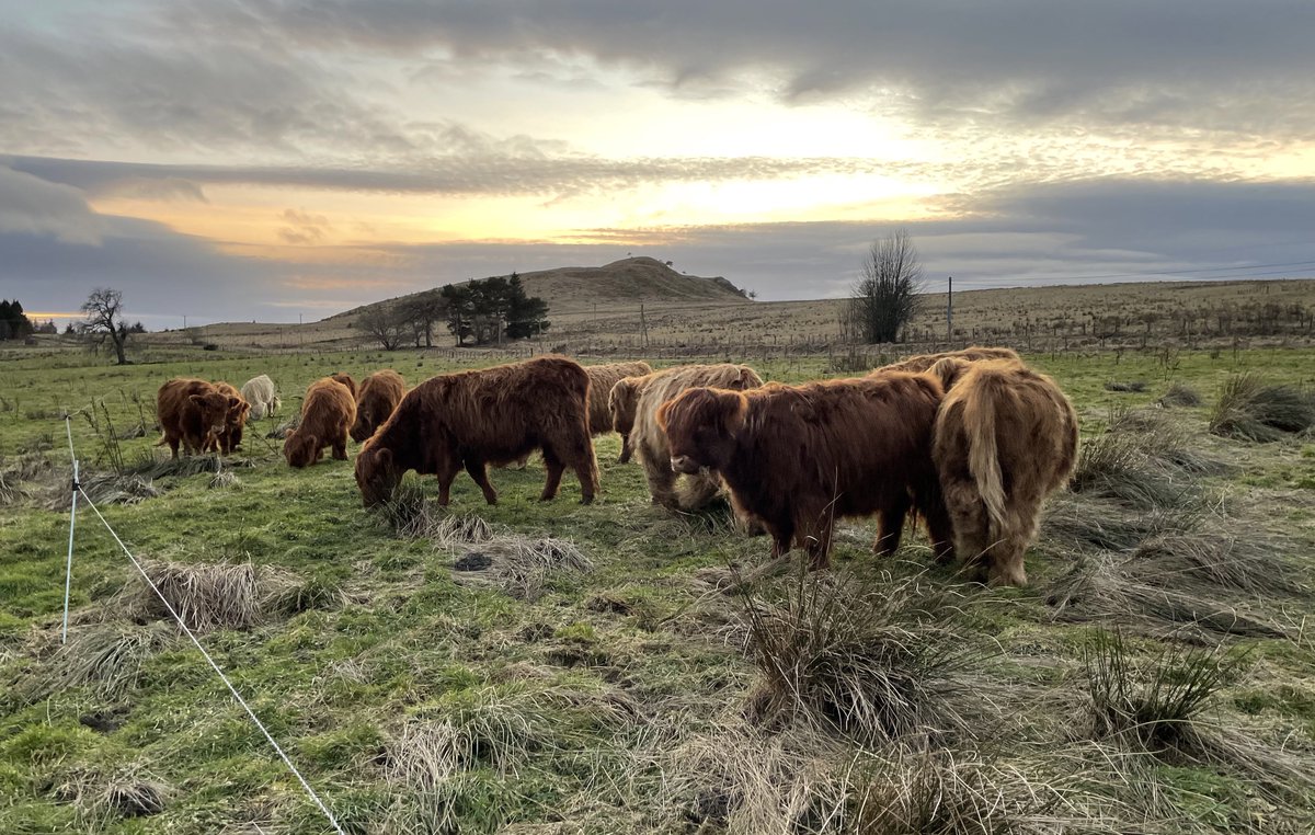 Howemill tweet media