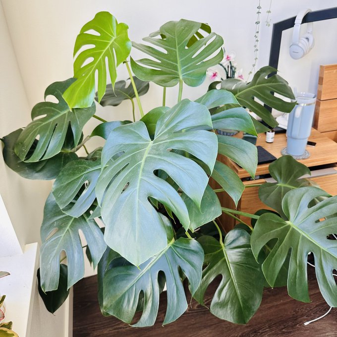 I bought this tiny monstera deliciosa in July 2020 and now it&rsquo;s literally a monster. I&rsquo;m scared it might