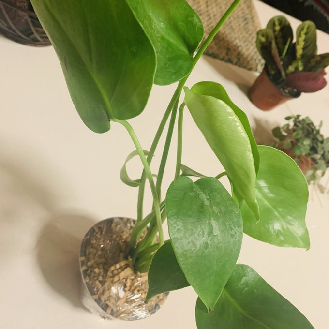 I bought this tiny monstera deliciosa in July 2020 and now it&rsquo;s literally a monster. I&rsquo;m scared it might