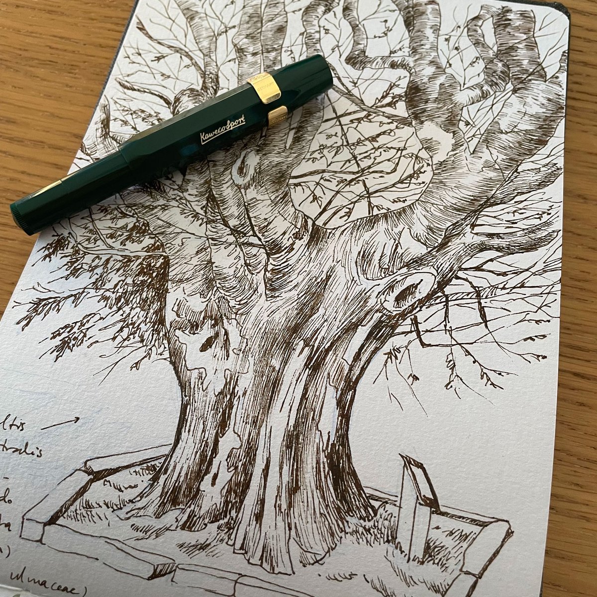 Lucia_Antunes's tweet photo. Sortelha Sketches // Celtis australis // Lódão-bastardo 

#nature #naturedrawing #desenho #sketchbook #fieldsketching #Celtisaustralis #lódãobastardo #Europeannettletree #tree #trees #botanicalillustration #botanicalart #treeart #treeillustration #portugal #sabugal #sortelha https://t.co/kwb5PgFJKN