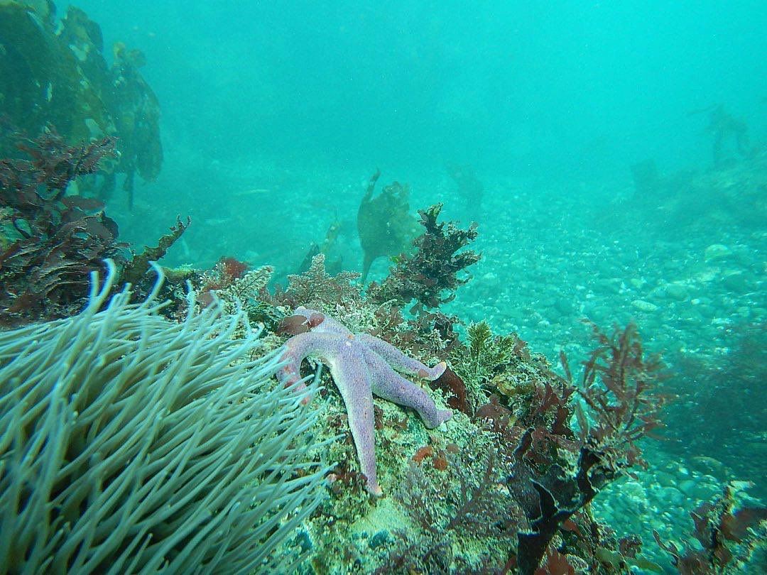 🔥BIG NEWS🔥
We are super excited to be able to announce the launch of Cornwall Snorkelling Adventures. 🤿    
☀️
The Cornish Coast is one of the most beautiful places in the UK, and we want as many people to experience the underwater world as possible. 

#cornwall #snorkel