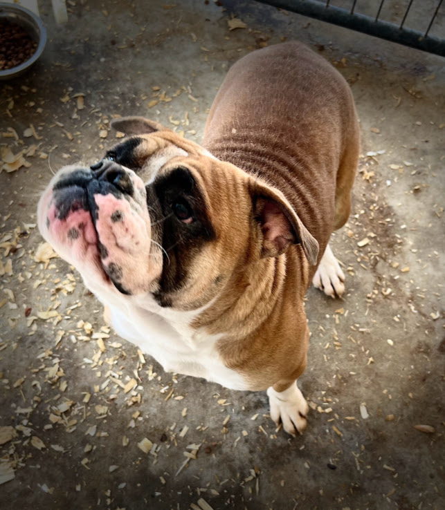 NGL_Rescue's tweet photo. This is sweet Tipsy Lou.  She was abandoned by her owners when they moved.  She is now available for adoption!  More info:  https://t.co/U5YstRpSiW
#Bulldogs #bulldoglover #adoptabully
#Bitcoin #bulldoglove #dogsoftwitter https://t.co/G5oW9phsIg