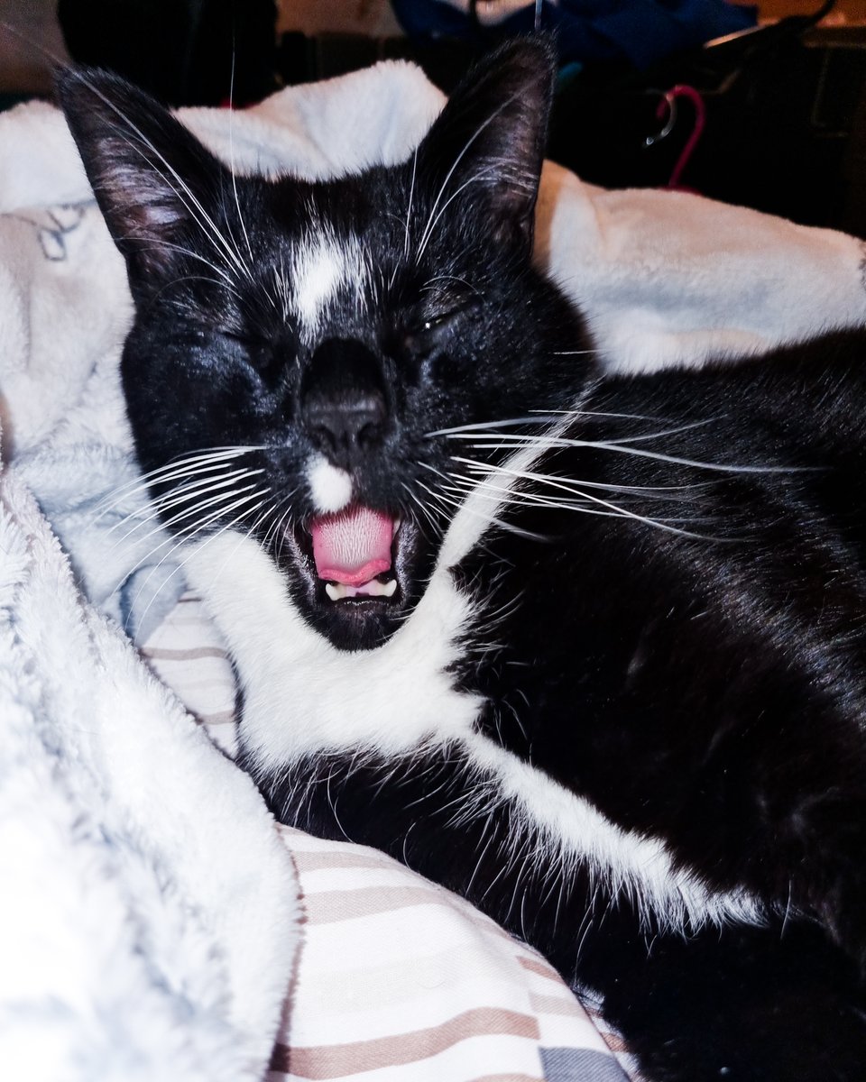 Ashleys Merwin Kitty tweet media