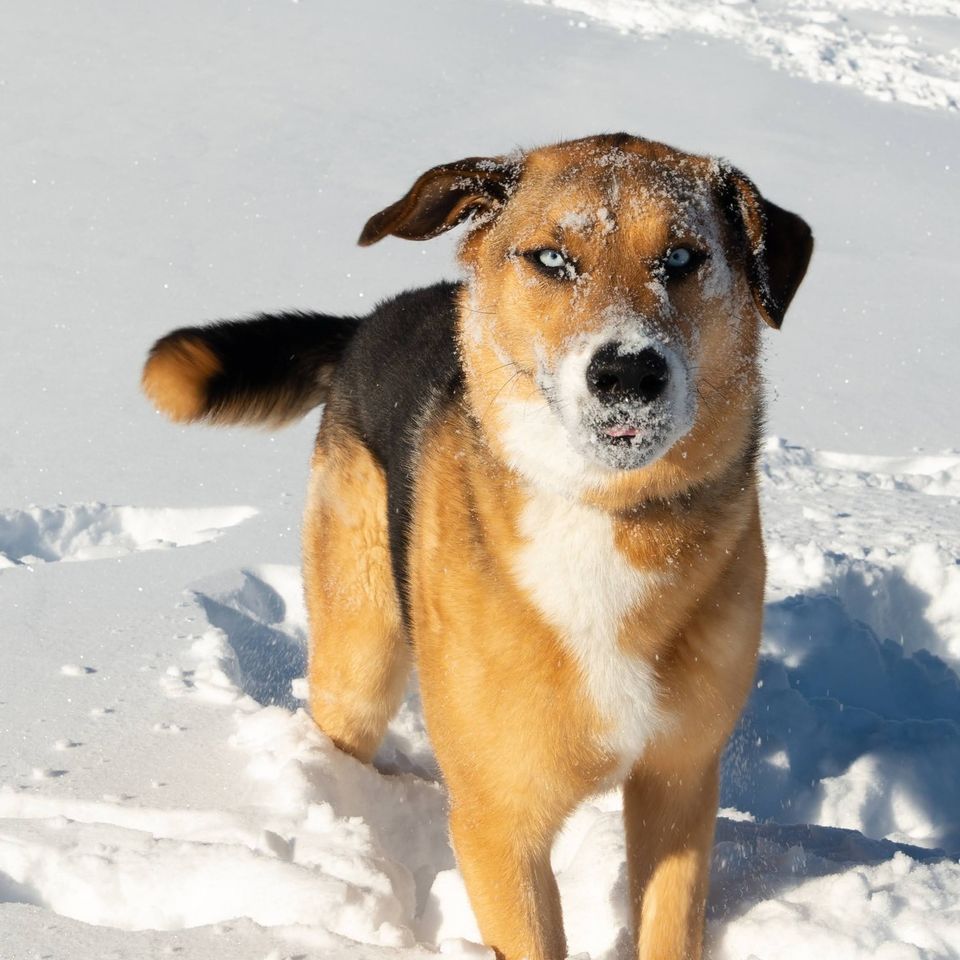 Ottawa's <a href="/FreedomDogCA/">Freedom Dog Rescue</a> is always looking for volunteers. It's a great opportunity for people considering getting a dog to see if ownership matches their lifestyle.

👉 bit.ly/3DqHD0Q

#allvolunteer #fureverhome #furryfriends #Ottawapets #sarahpothierphotography