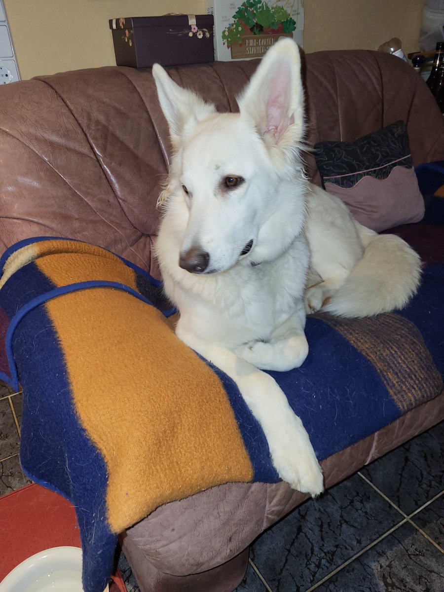 Roswith03857911's tweet photo. @susanne_mailo @MLHundetraining Also, ich habe noch nie draußen  Leckerlis genommen. Auch nicht in der Hundeschule. Schon als Baby nicht. Dafür werde ich ordentlich gekuschelt und gelobt 🤗🤗. Frauchen hat alles versucht. Ich mag das nicht. Irgendwann gehe auch ich vernünftig an der Leine.  Lg Lissy 🐕 🐾 🐕 🐾 https://t.co/RQi4vicT8Z