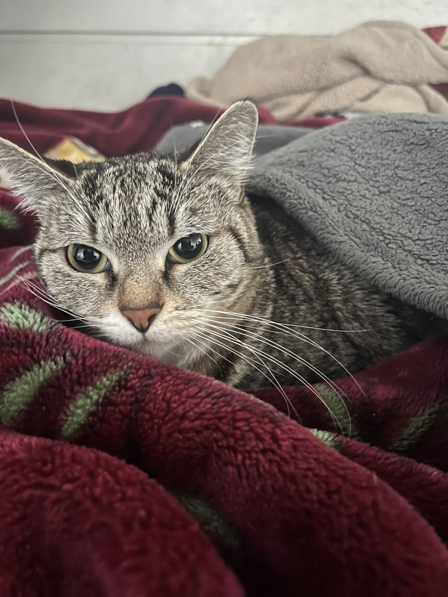 _djinfinity_'s tweet photo. My cat wants you to run up the new release! 

https://t.co/RKBKhHSxBo https://t.co/DxXlpoNGfb