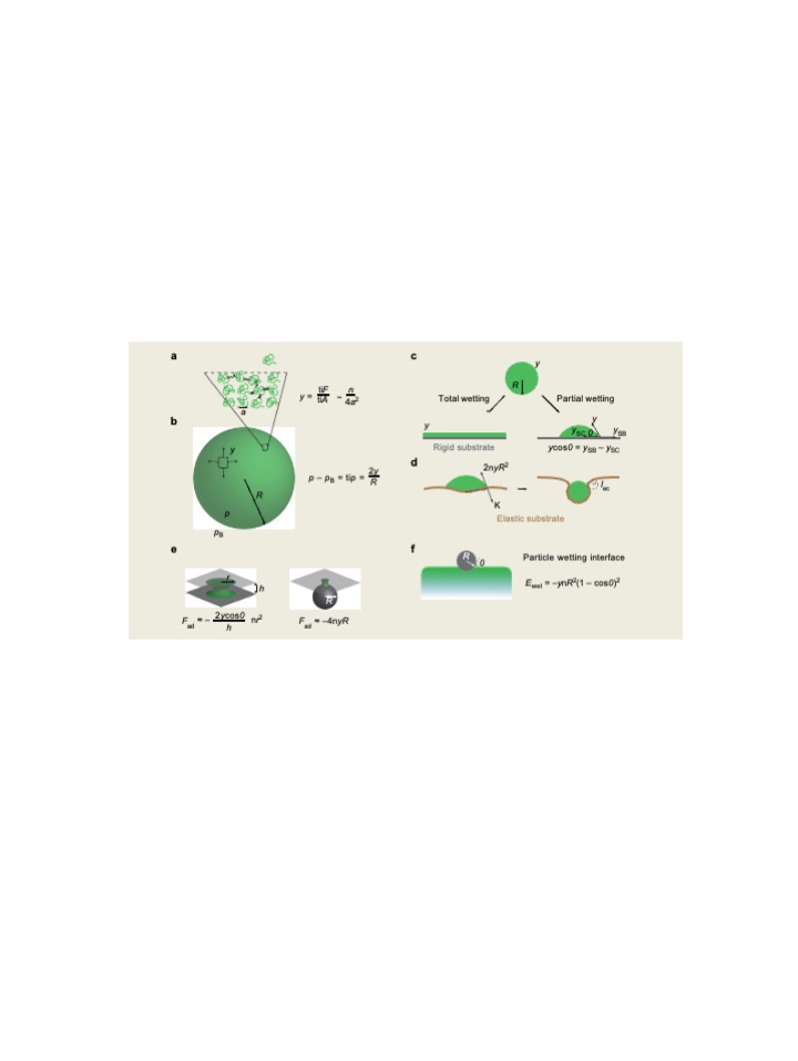 LabPetry's tweet image. Quad-lab (!) review which connects capillarity/physics with condensates/biology by @BernieGouveia and Yoonji Kim, mentored by @brangwynnelab, Howard Stone's Lab, @shaevitz and @LabPetry. Capillary forces generated by biomolecular condensates pubmed.ncbi.nlm.nih.gov/36071192/