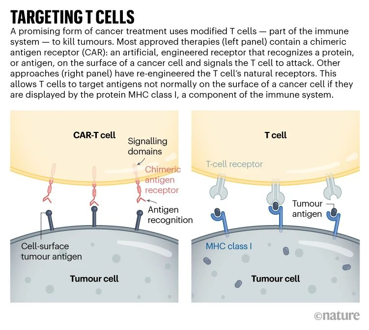 jyves94's tweet photo. 🩸La course à la suralimentation des #Lymphocytes_T #Anticancéreux
👉Bel article donnant un aperçu du domaine en évolution rapide de la ThérapieCellulaire
#CellTherapy #CancerResearch #CartCellTherapy #Oncology #DrugDevelopment
https://t.co/zDjMkpc0dV https://t.co/c1BWEUrZcp