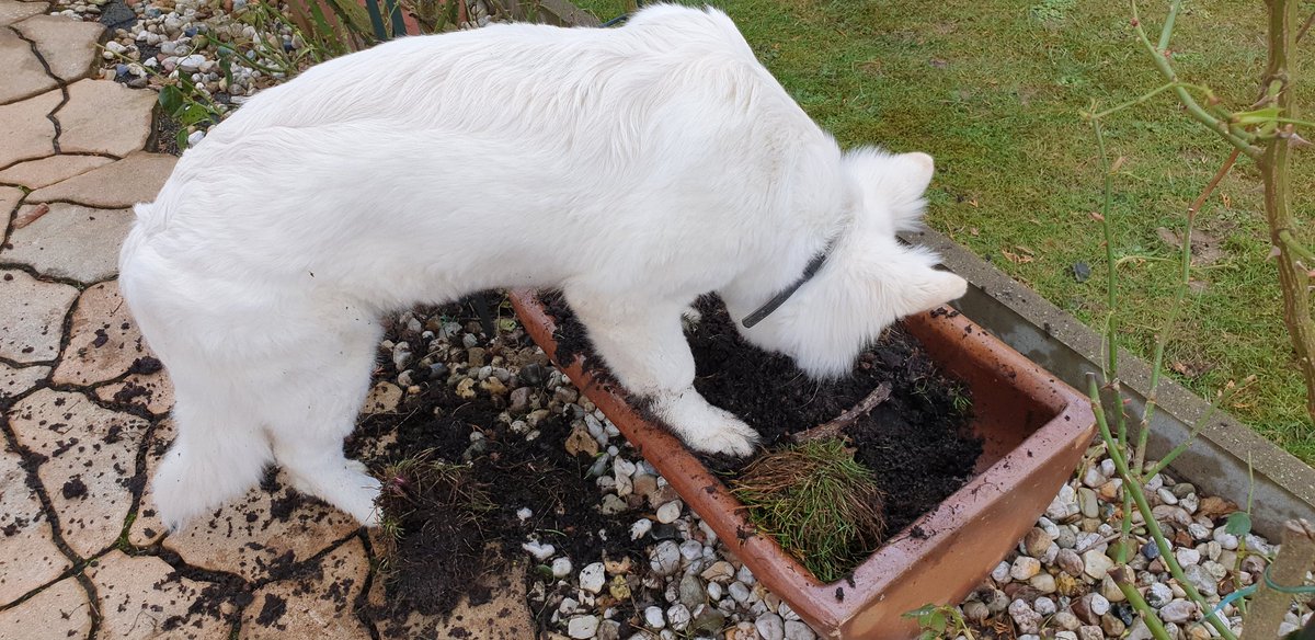 Roswith03857911's tweet photo. @Birgit97770267 Oje, dann kriegt Frauchen ja auch bald ihren Gartenwahn😵‍💫😵‍💫. Aber ich helfe ja immer. 🤣🤣 lg Lissy 🐕 🐾 🐕 🐾 https://t.co/sZRAOwpzCd