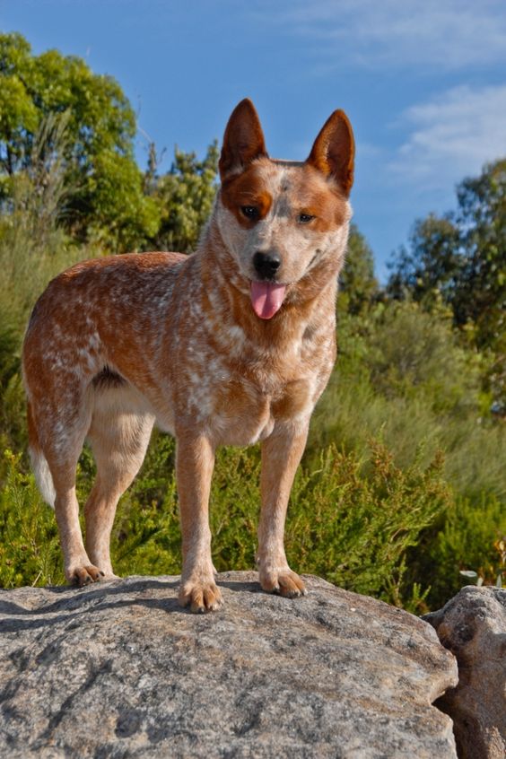 ChilliD0gHee1er's tweet photo. 🐶 Chilli Heeler 🌭

- Mum of 2 

- Account mostly for a bit of fun :)

- Will roleplay basically anything except lewd. I am not a minor but it is a childrens tv show.

- I've never done a bluey rp before but I have done other fandoms.

#blueyrp #parody https://t.co/XVAz94HKgq