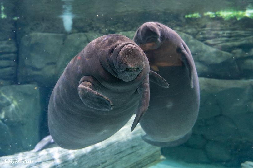 Manatees have been starving due to chemical pollution clouding the waters &amp; preventing seagrass from growing. Chemicals include fertilizers/pesticides used on lawns. Anything on Midwest lawns flows downstream to FL. Reducing chemical use is an excellent way to help manatees!