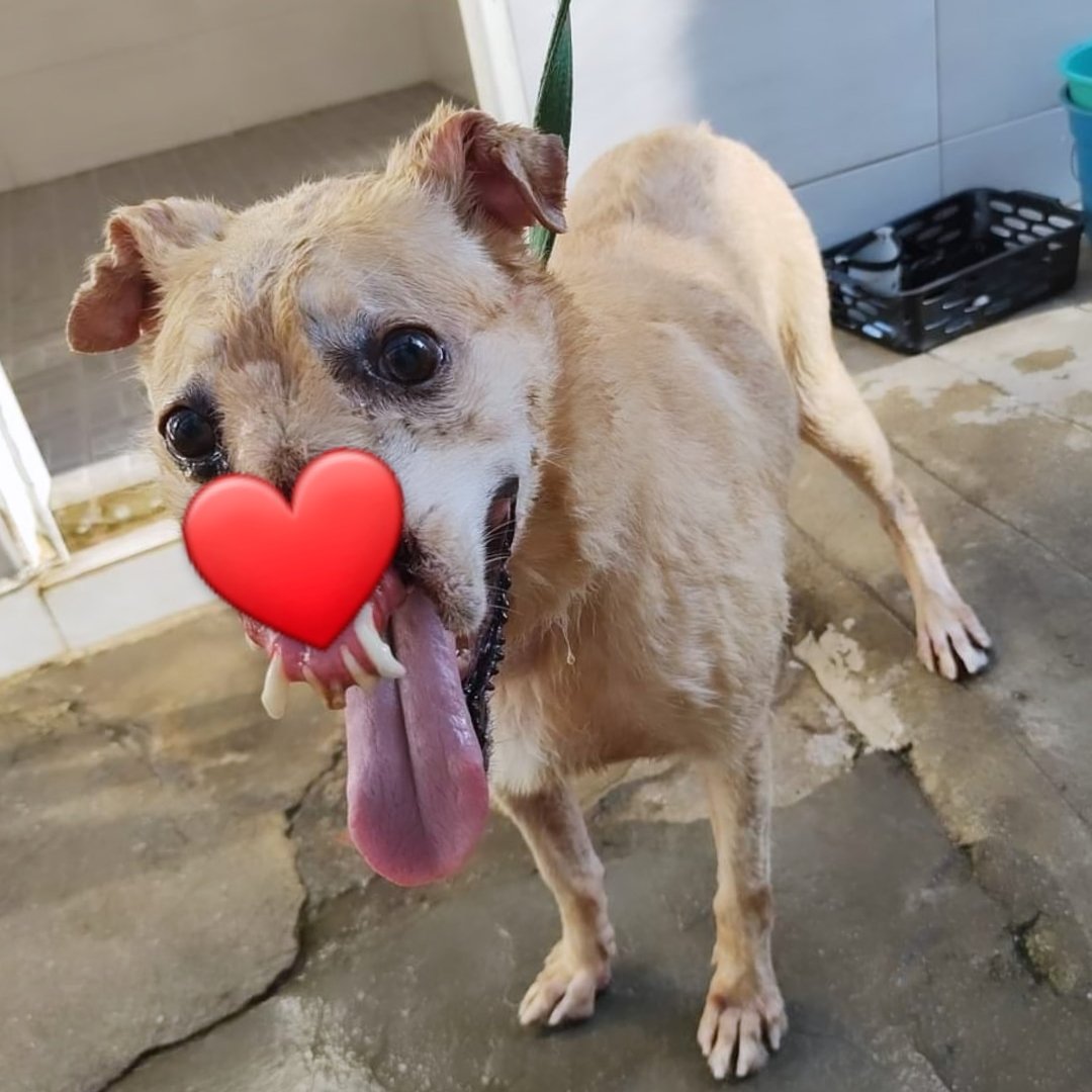 abrigojoaorosa's tweet photo. Estamos precisamos de ração minibits para cães adultos. O grão é menorzinho, o que facilita demais a mastigação do nosso Segal.

Você pode nos ajudar doando 1 kg de ração?
Tenha certeza que fará toda a diferença. 🙏

Sabemos que tudo está caro! 😕 https://t.co/4MOYnKMwDV