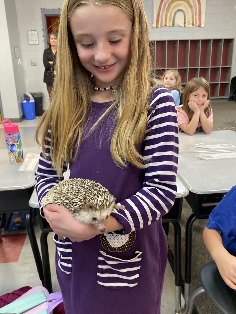 mrspruittfirst's tweet image. A little love for Hazel, our class pet hedgehog 🦔❤️ @MillsRiverSch #heretofly