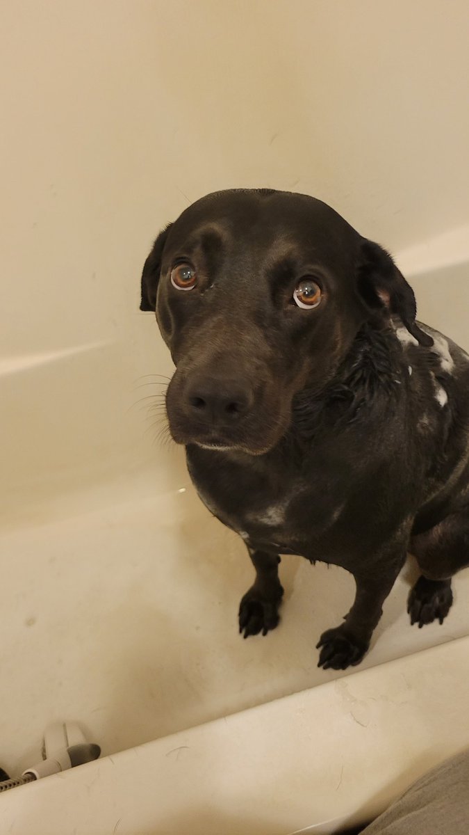 cdz007's tweet image. The look of #betrayal at #bathtime 
So #pitiful I&apos;m a bad human 🐶☹️☹️☹️ #DogsofTwittter #doggy #doggo #doggrooming