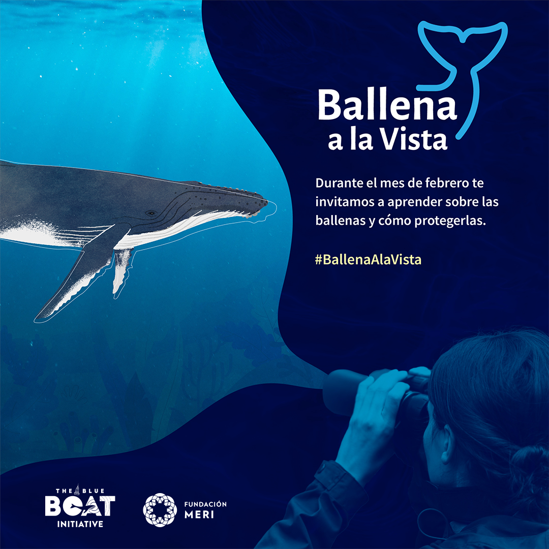FundacionMERI's tweet photo. 🐋Comenzó la temporada de avistamientos de ballenas en el sur de Chile y es nuestro turno de arrancar con la 6ª versión de #BallenaALaVista, campaña que busca informar sobre sus principales amenazas.

🌊Súmate a los Instagram live que haremos 1 vez a la semana durante febrero. https://t.co/SFN8oUS1O0