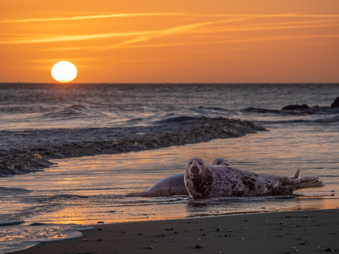 benne30's tweet photo. Grey #seals at dawn at Horsey Gap. Worth getting up early for!
@WildlifeMag #BBCWildlifePOTD @thomas_winstone @2peters @SteB777 @HorseySealsUK https://t.co/c15YQkMXP2