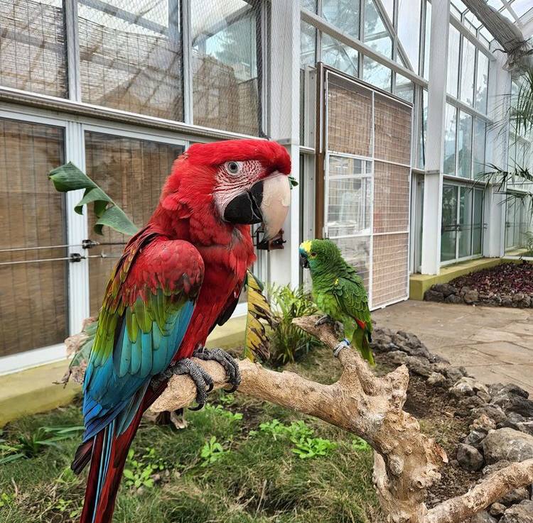 Beautiful macaw colors❤️💚💙
rb.gy/3mmnhn
#scarletmacaw #macaw #macawparrot