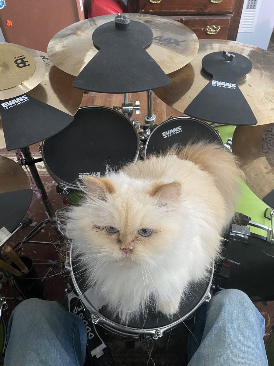 CuddleYourCat's tweet photo. My view right now. #CatsOfTwitter #Caturday #drums #ocdp #cats https://t.co/nDWHWOK7fD
