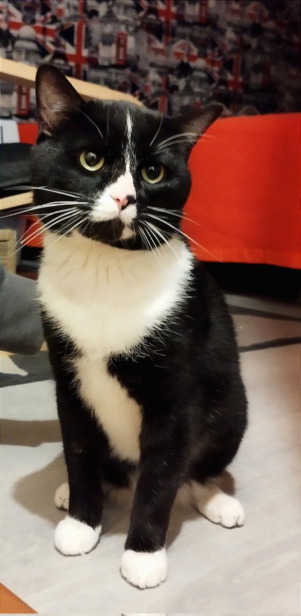 tiny_cat1's tweet image. Olala vous avez vu le petit Luffy (il a fait plein les câlin à mon zumain) que c'est un potichat de 8 ans adorable qui aime très beaucoup les humains mais pas trop les animaux il cherche à chatdopter une famille vous pouvez les copains à trouver sa famille