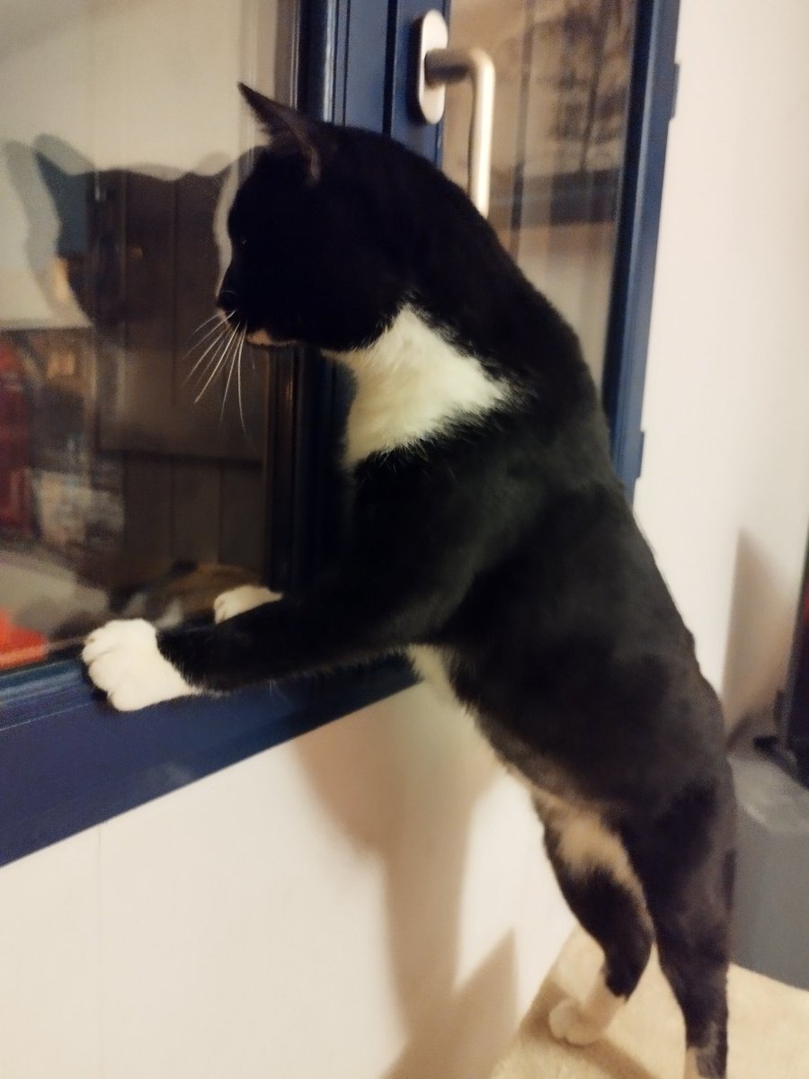 tiny_cat1's tweet image. Olala vous avez vu le petit Luffy (il a fait plein les câlin à mon zumain) que c'est un potichat de 8 ans adorable qui aime très beaucoup les humains mais pas trop les animaux il cherche à chatdopter une famille vous pouvez les copains à trouver sa famille