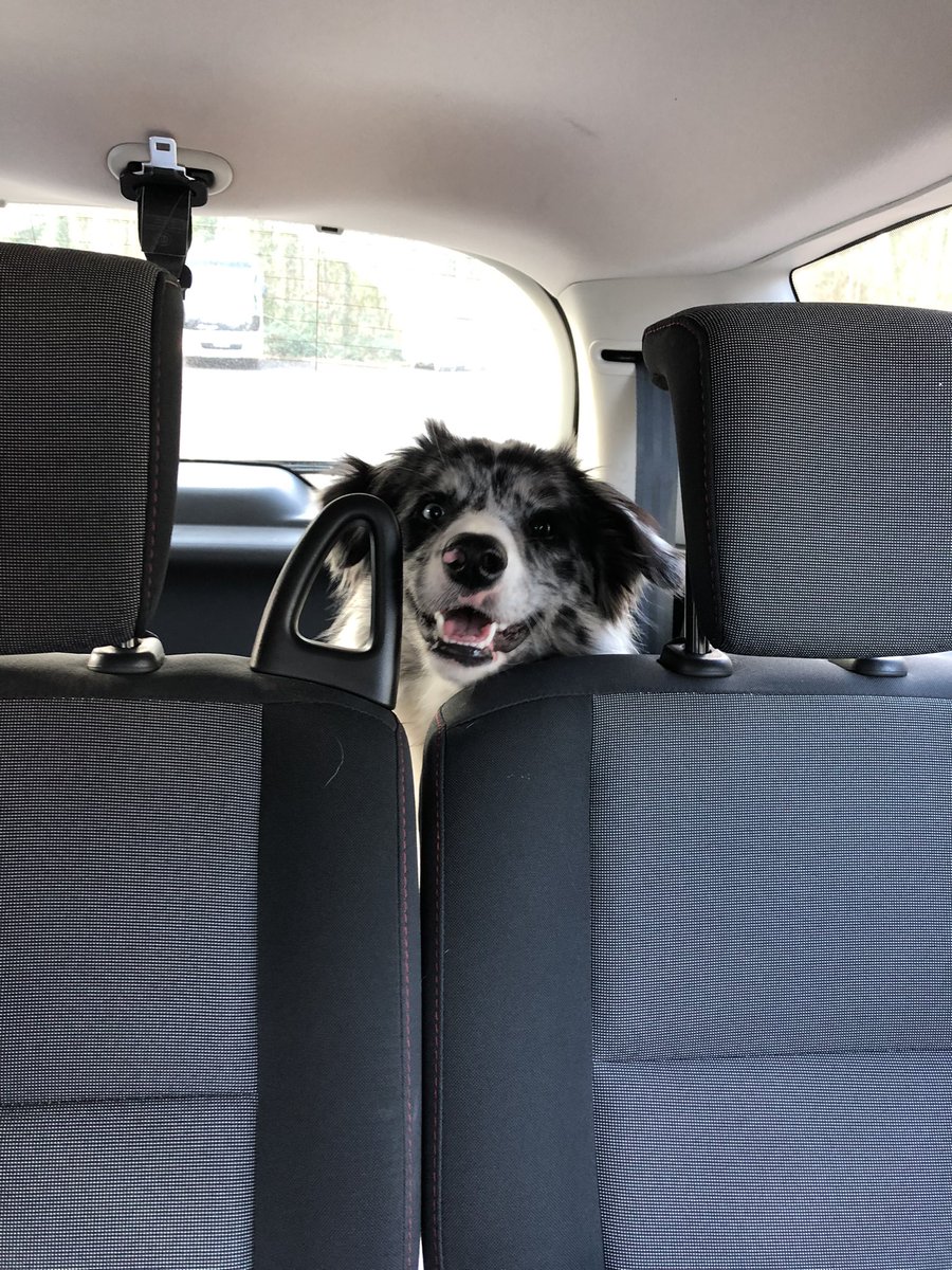 k_canton's tweet photo. They put me in the trunk. I didn’t care. As long as I can come along. https://t.co/RvhhFVtxAL