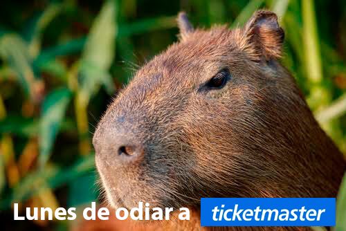 Olivergcb's tweet photo. Otro día en esta pinche agonía incesante llamada intentar comprar boletos en Ticketmaster https://t.co/SDD6hmZEqZ