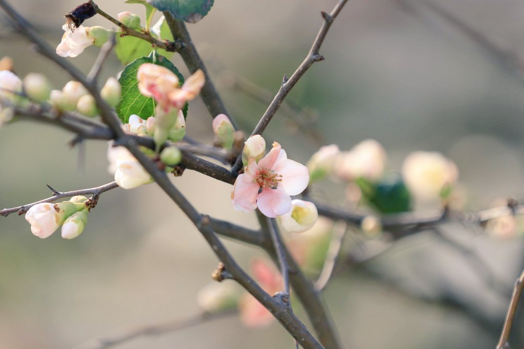 flowerori201803's tweet photo. おはようごさいます✨月末最後です💦
今月もありがとうございます✨
#写真好きな人と繋がりたい 
#ファインダー越しのわたしの世界 
#写真撮ってる人と繫がりたい 
#写真で伝える私の世界 https://t.co/Y7kivoI7Ny