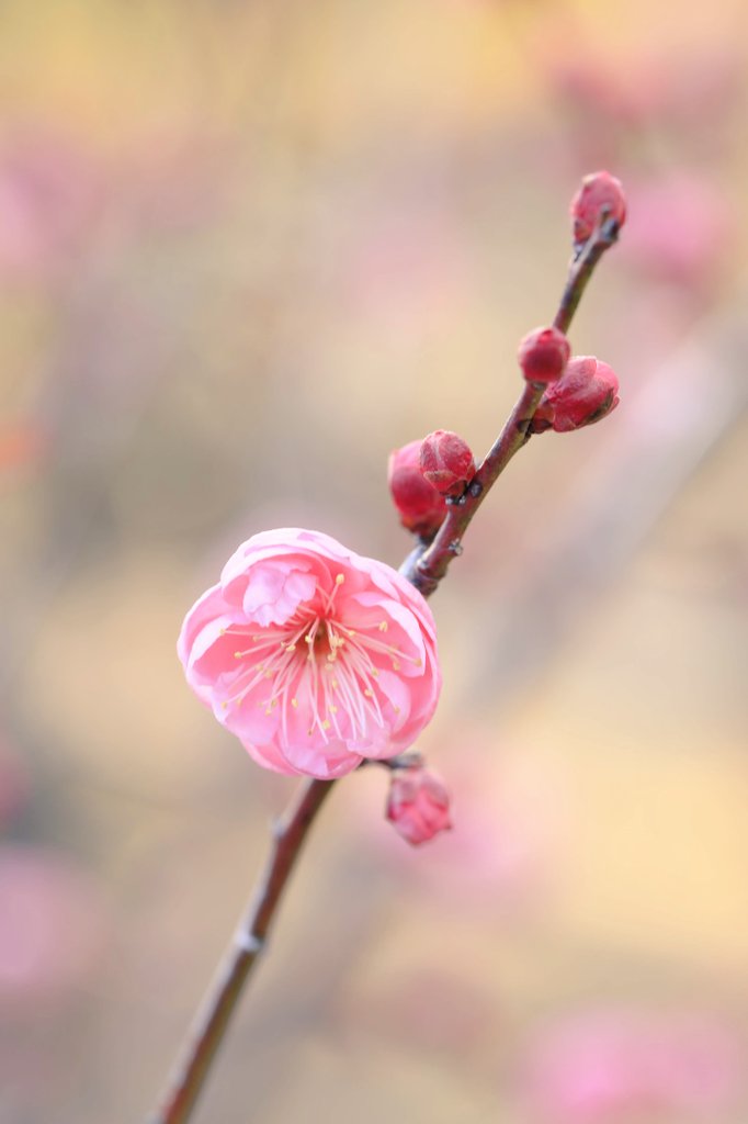 flowerori201803's tweet photo. おはようごさいます✨月末最後です💦
今月もありがとうございます✨
#写真好きな人と繋がりたい 
#ファインダー越しのわたしの世界 
#写真撮ってる人と繫がりたい 
#写真で伝える私の世界 https://t.co/Y7kivoI7Ny