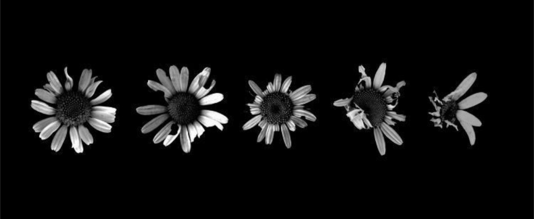 Biliyor musun, herşeyden 
haberim var
Ama bazı şeyleri bilmek istemiyorum
Papatya falını hep yarım bırakmam bu yüzden...