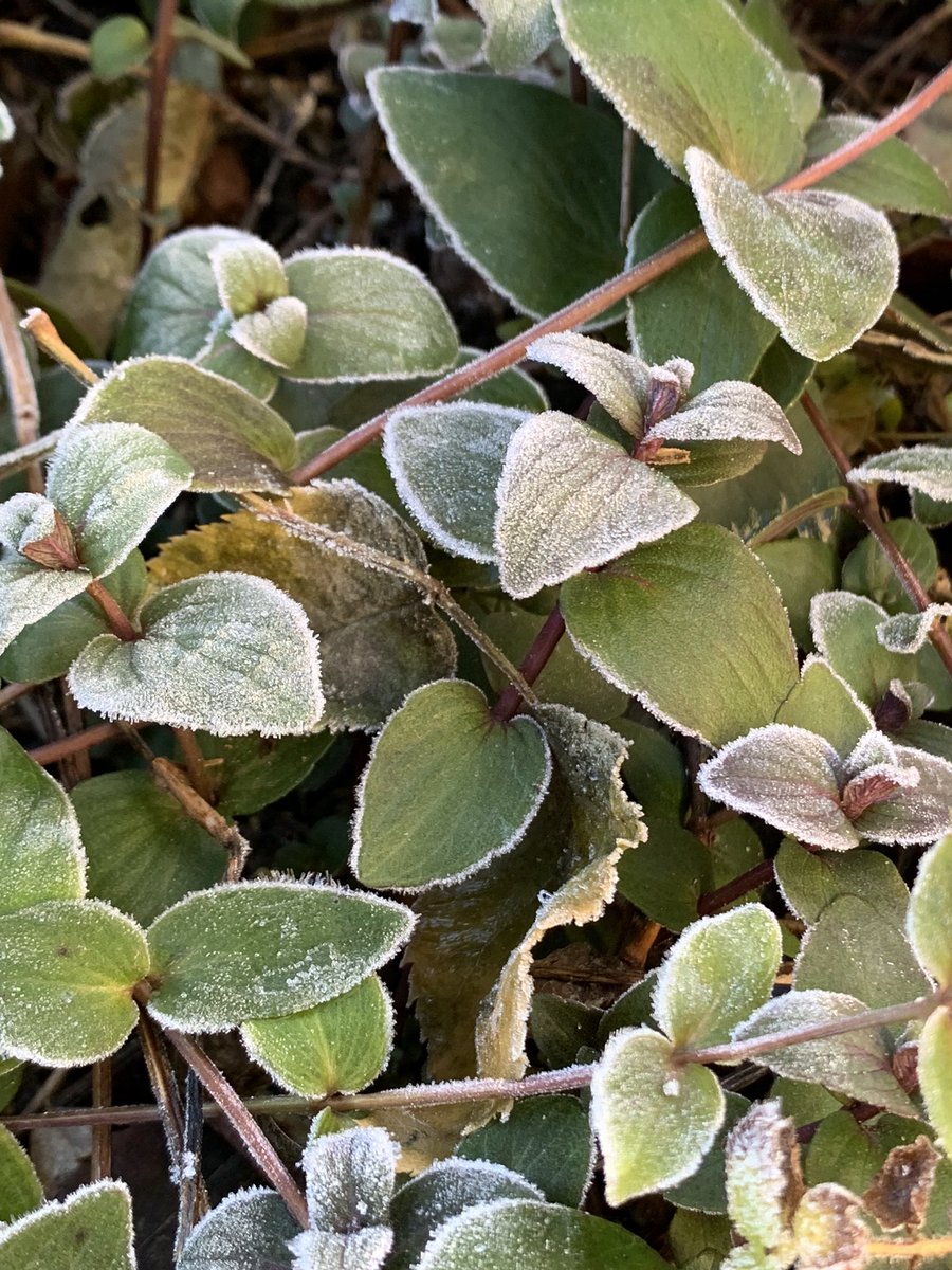 Lemon_lime103's tweet image. おはようございます🧊

雪はないけど、霜柱が立っております。
モズくん　何処にいるんだろう。
山かな…

気づいたら　こちらにも 鳥モチーフ♪

今日も一日お元気で💟
#モーニン
#TeaforOne🫖