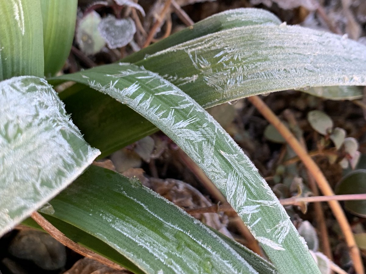 Lemon_lime103's tweet image. おはようございます🧊

雪はないけど、霜柱が立っております。
モズくん　何処にいるんだろう。
山かな…

気づいたら　こちらにも 鳥モチーフ♪

今日も一日お元気で💟
#モーニン
#TeaforOne🫖